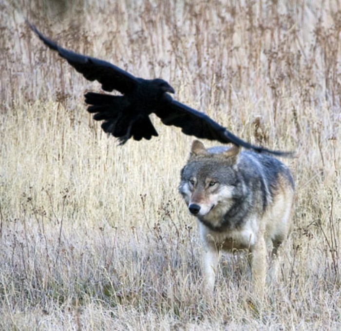 Poem – The Raven and the Wolf